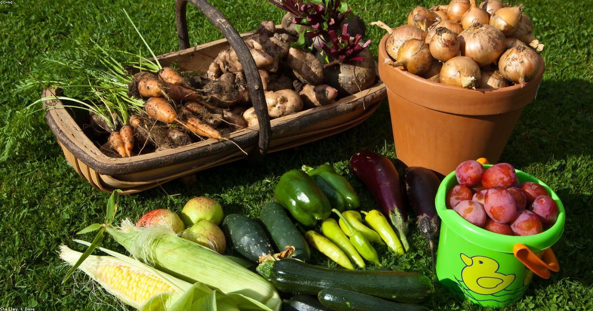 Imagen destacada de Cultivar Hierbas Aromáticas en Casa: Guía Completa para tu Balcón