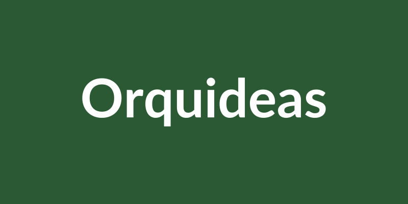 Imagen destacada de Guía de Orquídeas para Principiantes: Cuidados Básicos